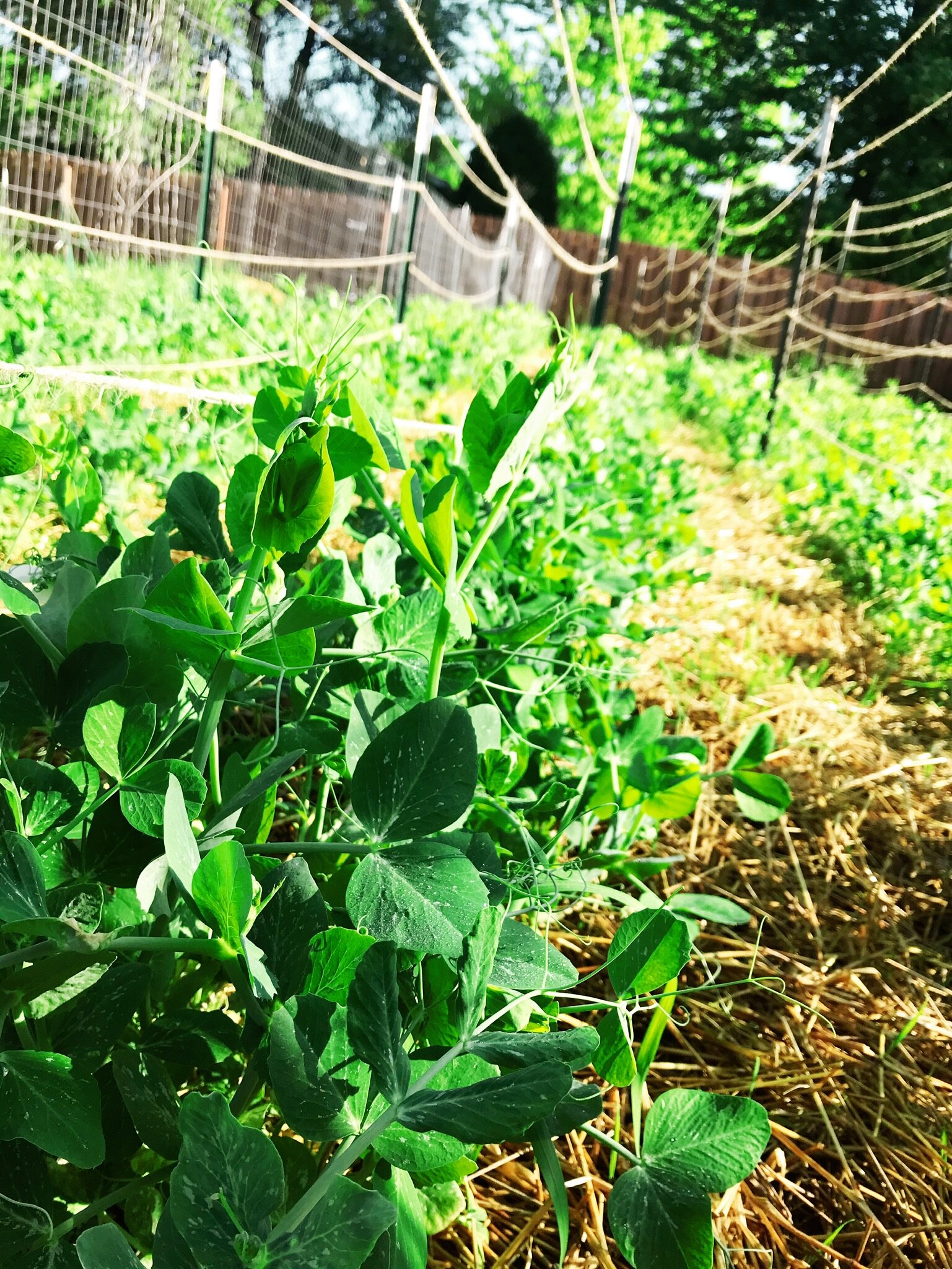 Farm Diaries: Week of May 25th, 2020