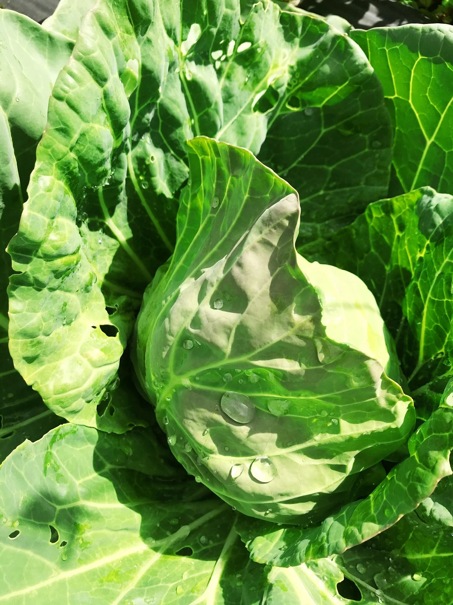Farm Diaries: Week of June 15th, 2020