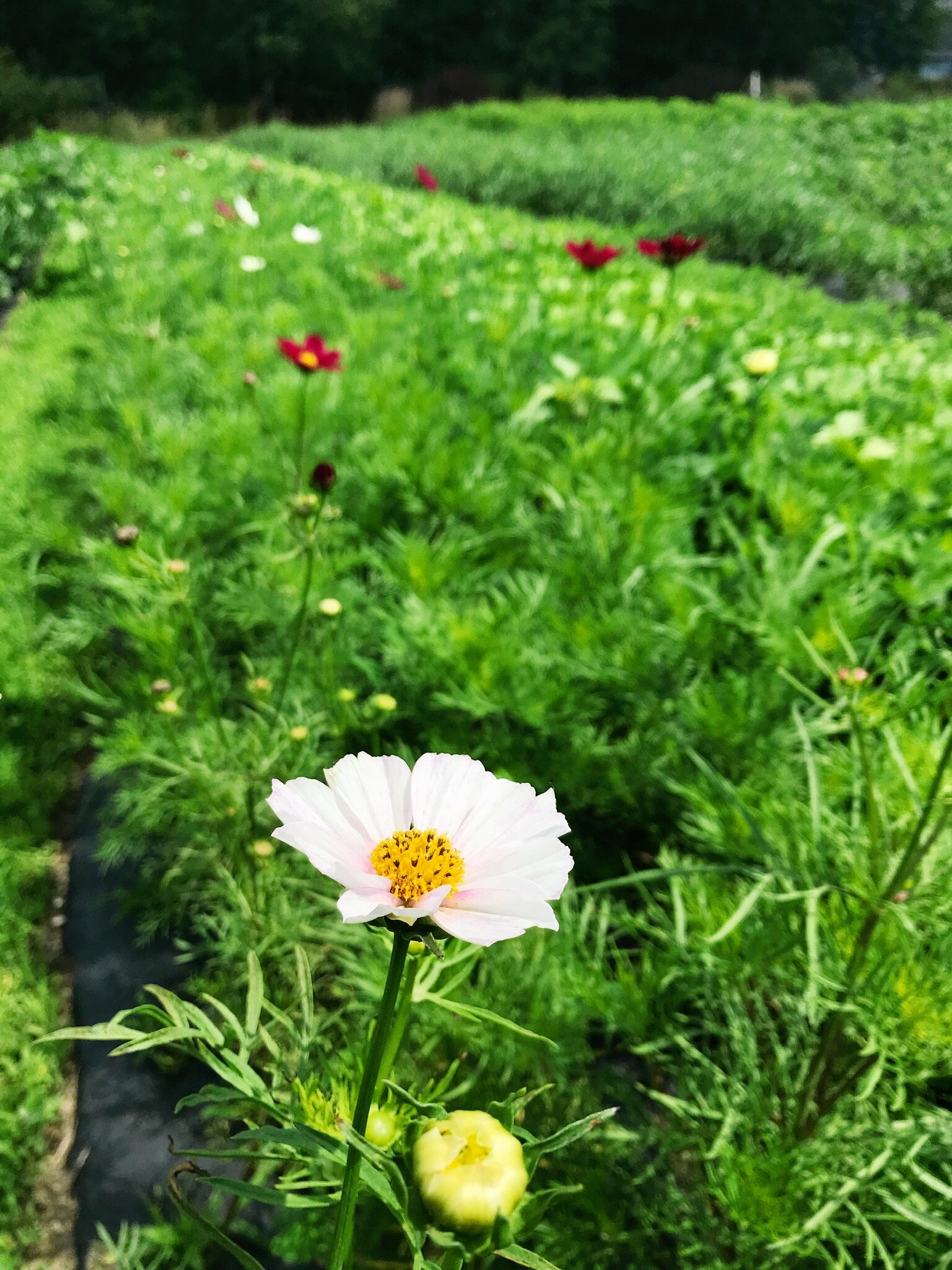 Farm Diaries: Week of June 22nd, 2020