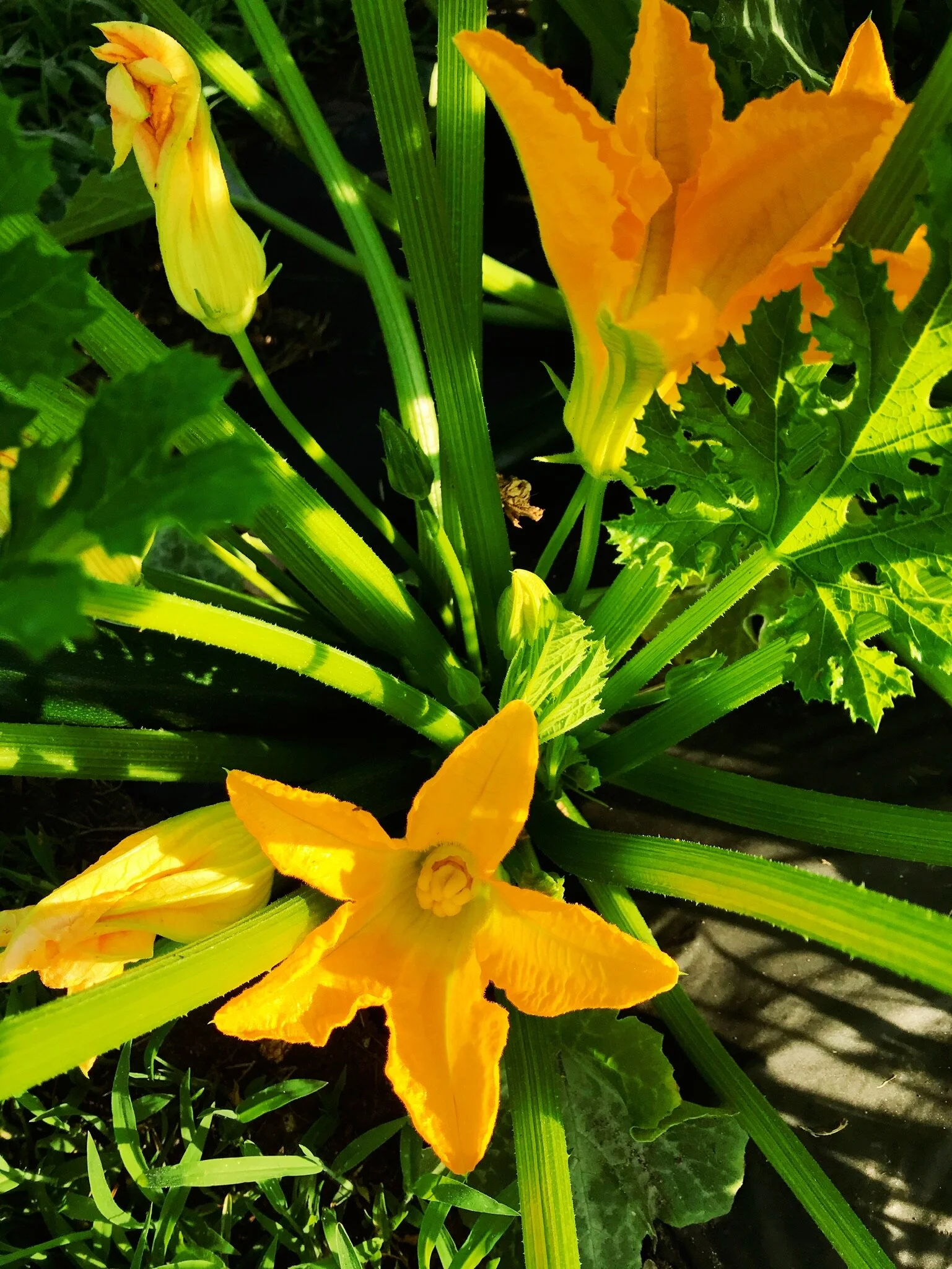 Farm Diaries: Week of June 29th, 2020