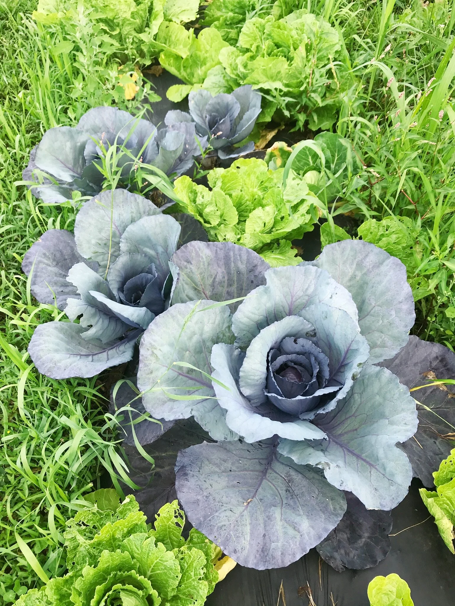 Farm Diaries: Week of July 6th, 2020